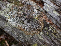 Hypogymnia austerodes