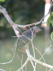 Cotinga nattererii