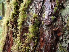 Dicranum fuscescens