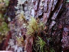 Dicranum fuscescens