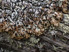 Hypogymnia austerodes