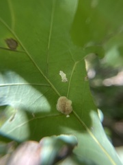 Druon quercusflocci