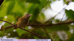 Yellow-Green Vireo photo 4
