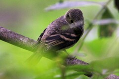Empidonax virescens