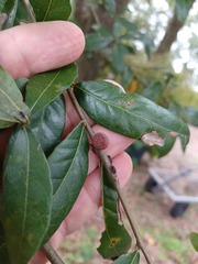 Kokkocynips imbricariae