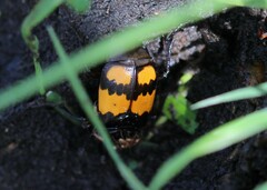 Nicrophorus vespilloides