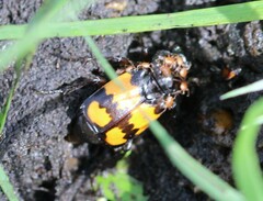 Nicrophorus vespilloides