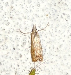 Catoptria falsella