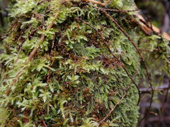 Hypnum circinale