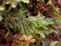 Hypnum circinale