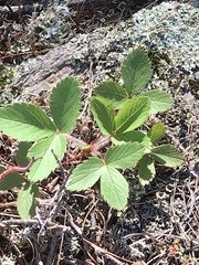 Fragaria
