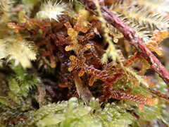 Frullania nisquallensis