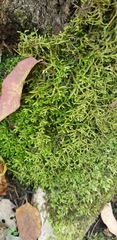 Porella platyphylla