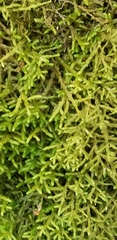Porella platyphylla