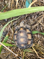 Gopherus berlandieri