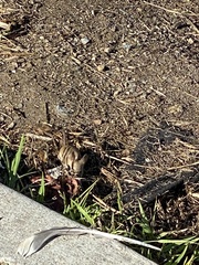 Microtus californicus