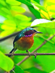 Chalcoparia singalensis