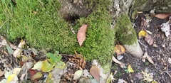 Porella platyphylla