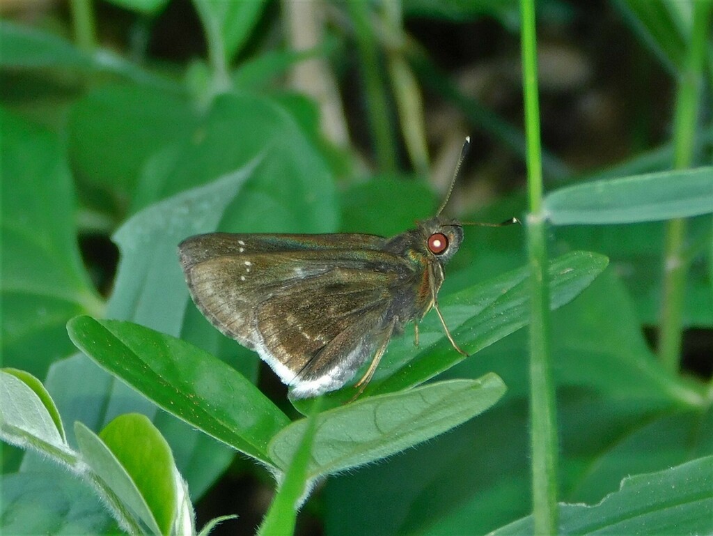 White-bodied Grass Skipper
