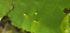 Caryomyia inclinata