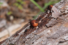 Trametes coccinea