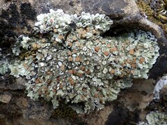 Squamarina cartilaginea