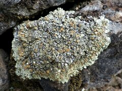 Squamarina cartilaginea