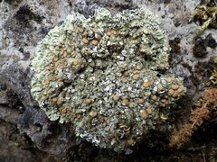 Squamarina cartilaginea