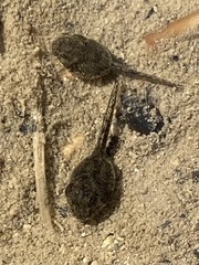 Anura