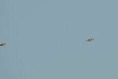 Coccothraustes coccothraustes