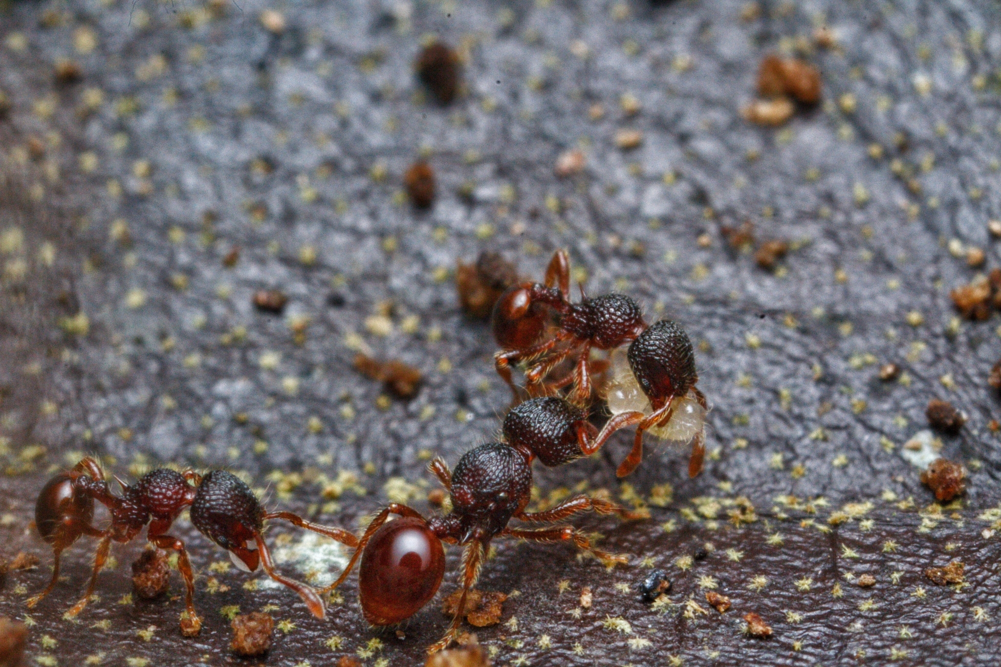 Lachnomyrmex victori