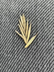 Elymus repens