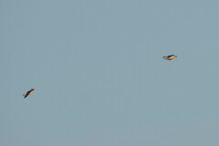 Coccothraustes coccothraustes