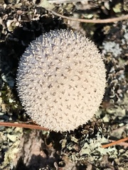 Lycoperdon