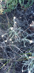 Helichrysum rosum