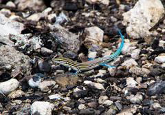 Pholidoscelis lineolatus lineolatus