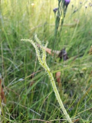 Drosera tracyi