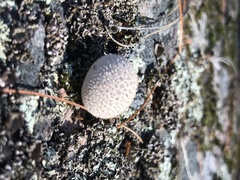 Lycoperdon