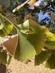 Ginkgo