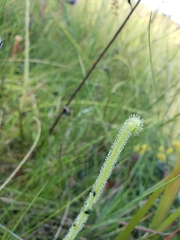 Drosera tracyi