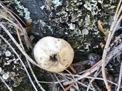 Lycoperdon