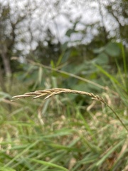 Elymus repens