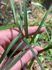 Thyrsanthella
