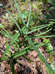 Thyrsanthella