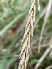 Elymus repens