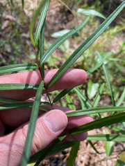 Thyrsanthella