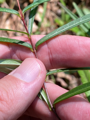 Thyrsanthella