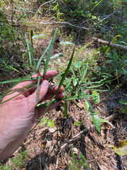 Thyrsanthella