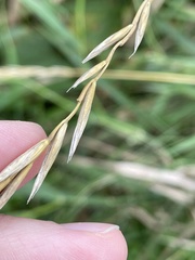 Elymus repens