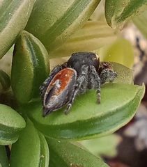 Phidippus cruentus